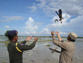 Rescued ducks released