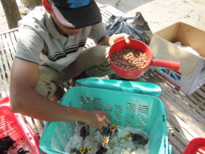 Feeding orphaned baby birds