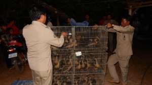 Widlife Alliance rescues 85 birds from trader