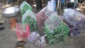 149 birds rescued from a market.