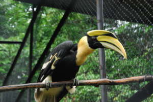 Great Hornbill