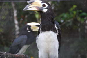 Rescued Oriental Pied Hornbills