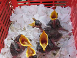 Rescued baby birds ready to be fed