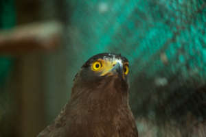 Rescued hawk at Phnom Tamao