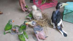 Chicks rescued from a single wildlife trader