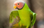 Help Build a Free Flight Aviary for Rescued Birds