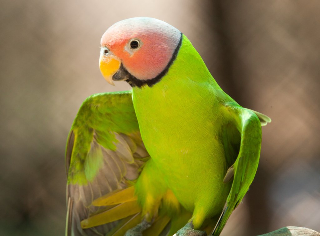 Help Build a Free Flight Aviary for Rescued Birds