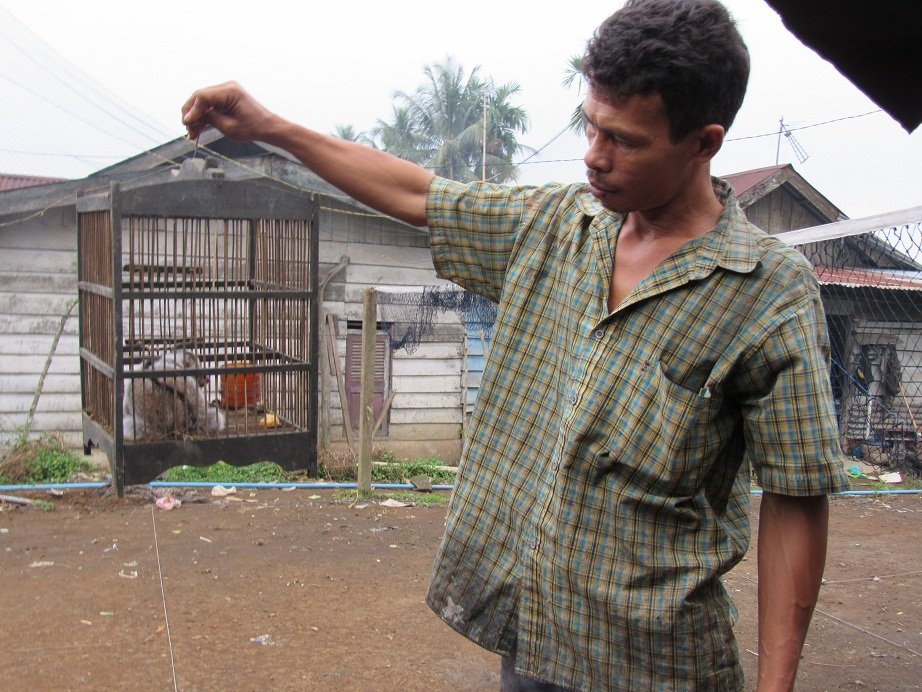 Help To Rehabilitate Slow Lorises In Sumatera