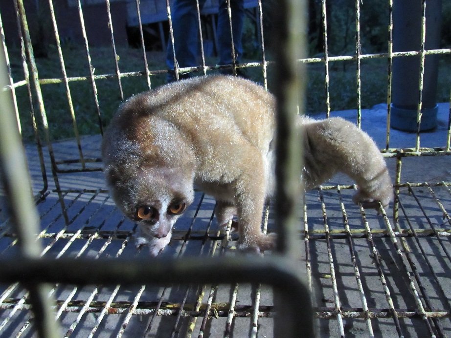Help To Rehabilitate Slow Lorises In Sumatera