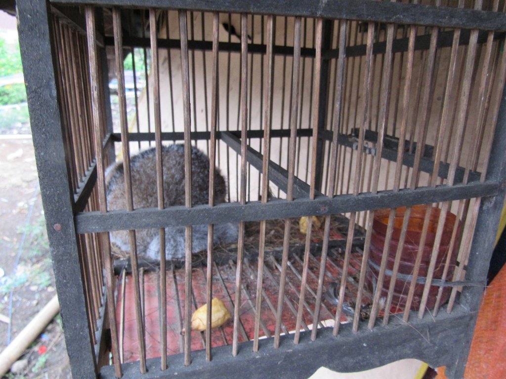 Help To Rehabilitate Slow Lorises In Sumatera