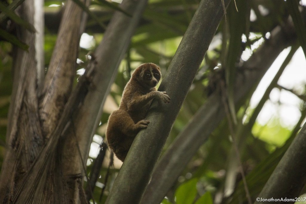 Help To Rehabilitate Slow Lorises In Sumatera