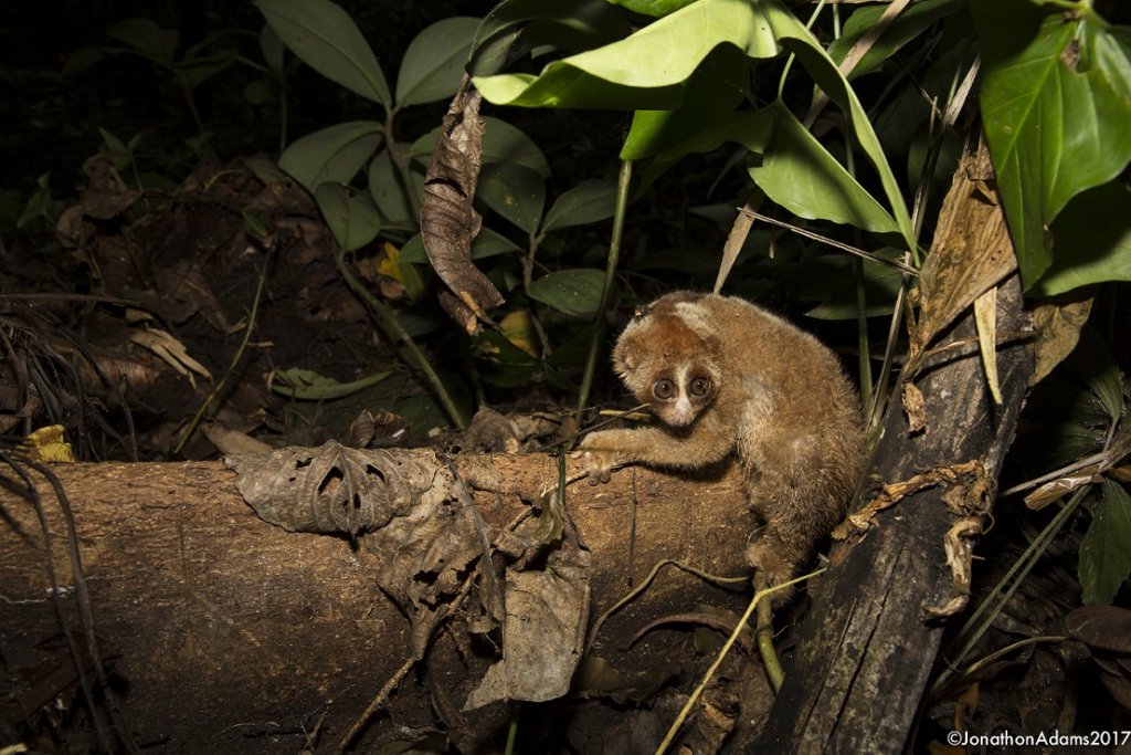 Help To Rehabilitate Slow Lorises In Sumatera