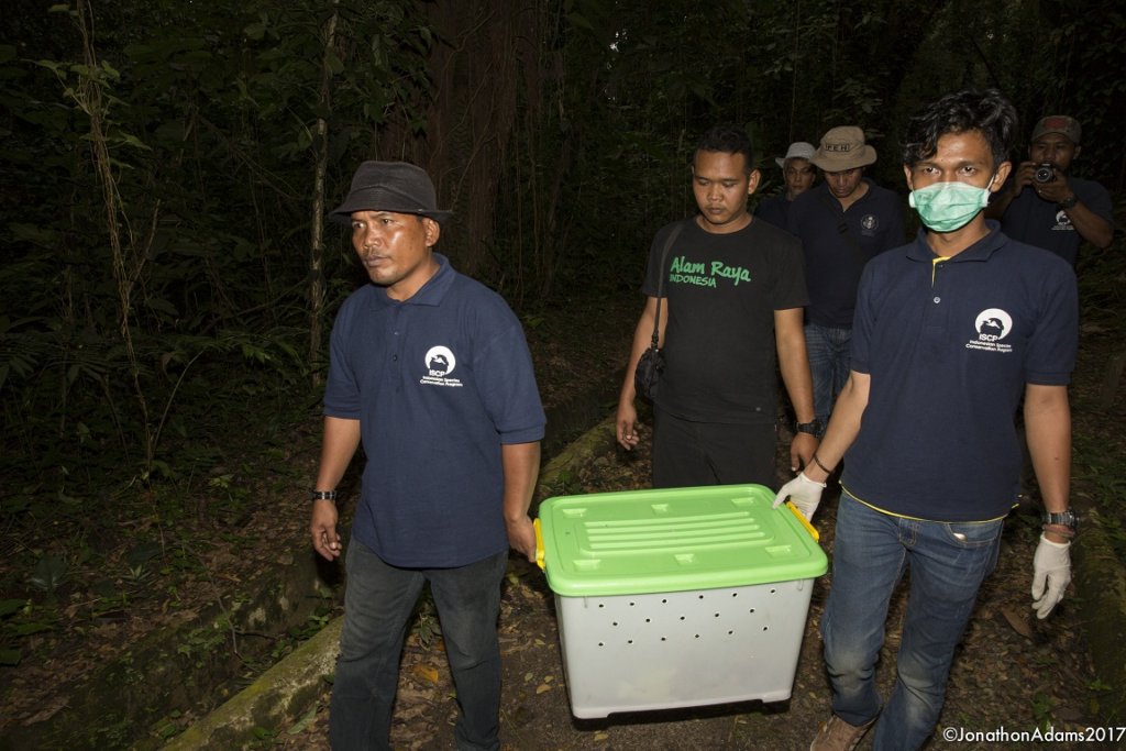 Help To Rehabilitate Slow Lorises In Sumatera