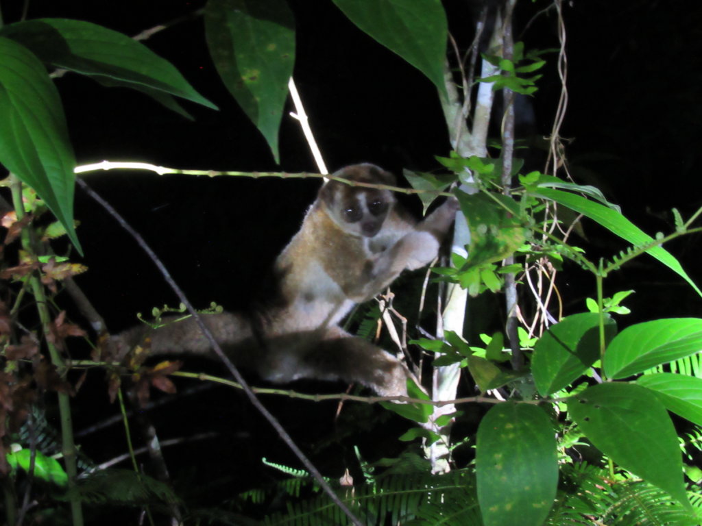 Help To Rehabilitate Slow Lorises In Sumatera