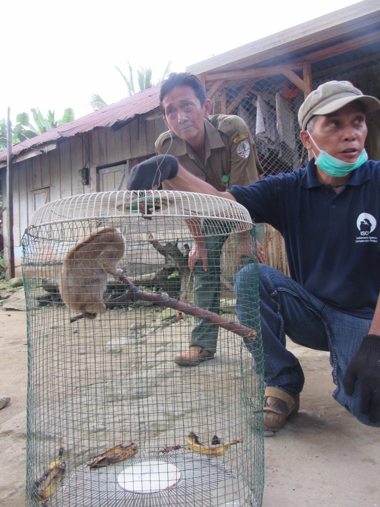 Help To Rehabilitate Slow Lorises In Sumatera
