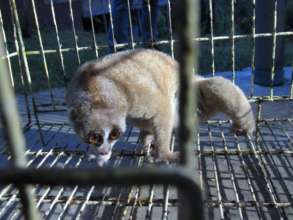 slow loris in small cage after take from the owner