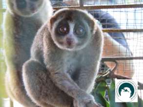 Help To Rehabilitate Slow Lorises In Sumatera