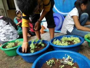 Tending to the seedlings