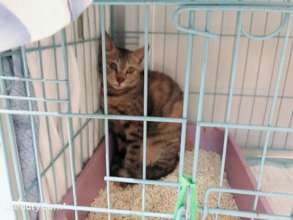 Adult cat from Siu Ho Wan