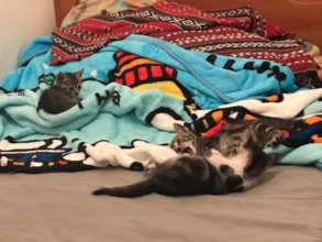 Three Little Kittens