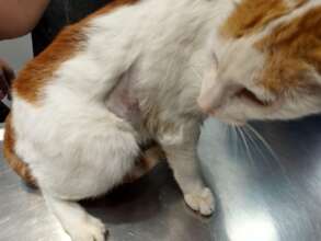 Pic 3 - Little White