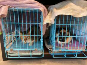 Pic 3 - Queen & Anzai