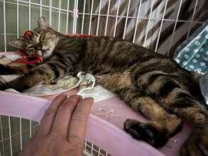 Pic 5 - Short-tailed Girl