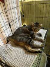 Pic 6 - Short-tailed Girl