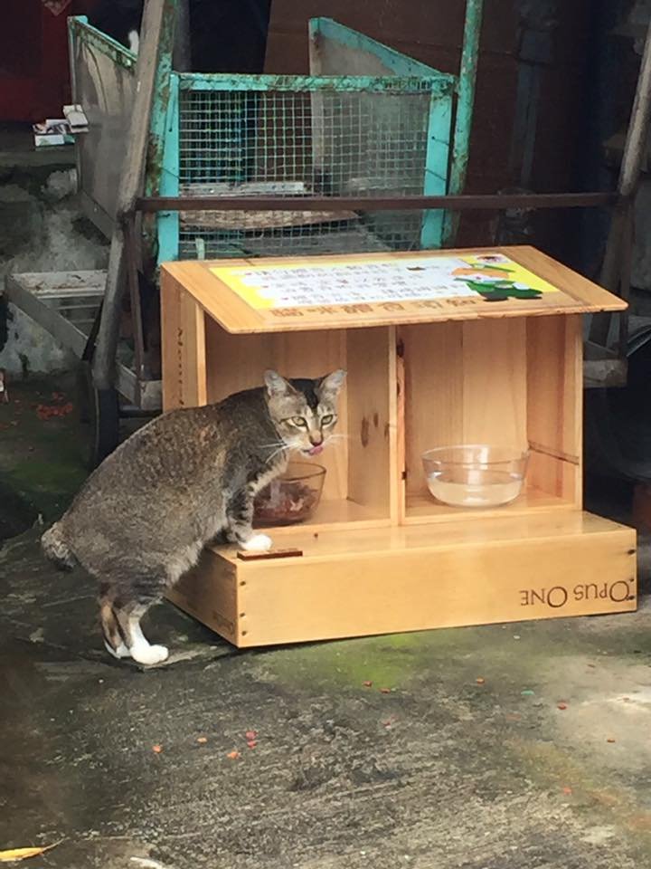 Project Tai O Stray Cat - GlobalGiving