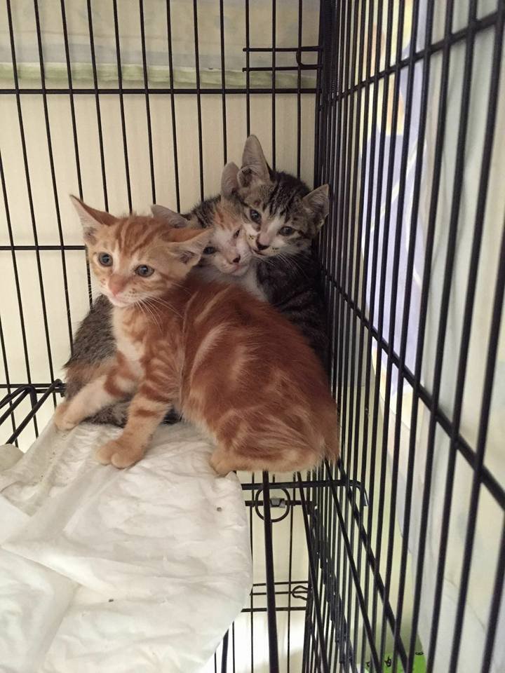 New Born Kittens