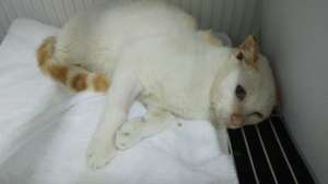 "Little white" is getting better