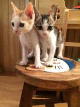 Project Tai O Stray Cat