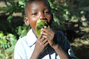 The real way to eat papaya...