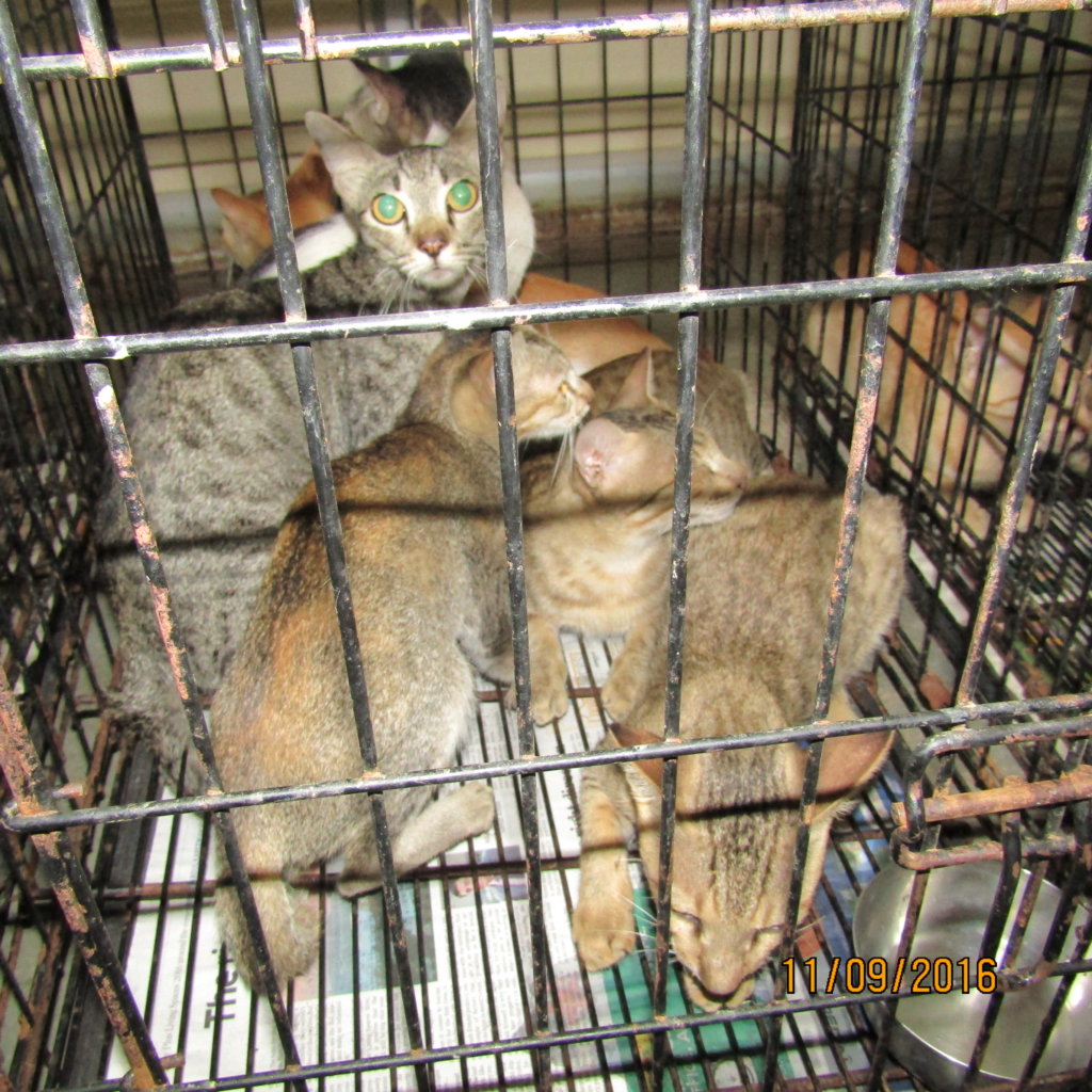 Help 38 Cats Rescued from the Cat Meat Trade