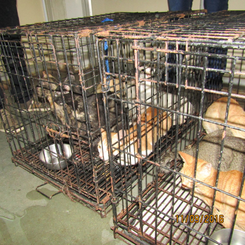 Help 38 Cats Rescued from the Cat Meat Trade
