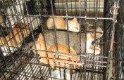 Help 38 Cats Rescued from the Cat Meat Trade