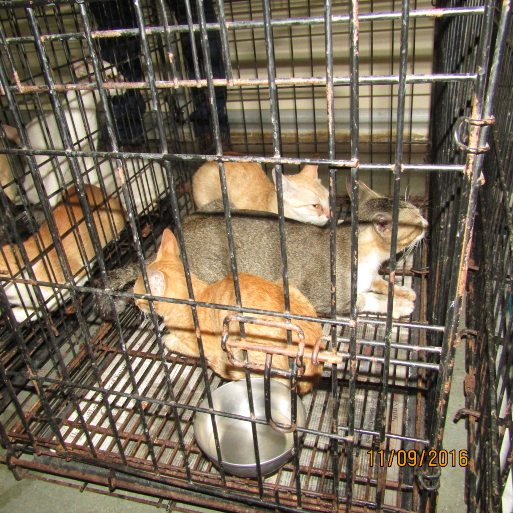 Help 38 Cats Rescued from the Cat Meat Trade