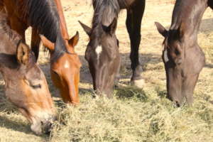 Daisy, Manzana, Estella and Midnight Dining