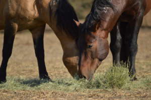Joaquin and Ranger Chowing Down in Lompoc
