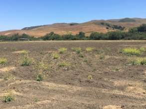 Drought-affected fields-Why we need precious hay