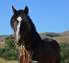 Amante, Cerbat Stallion