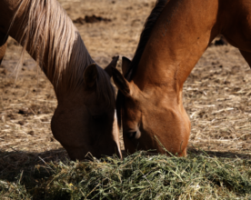 Hondo Eating Hay With His Friend Maisie