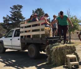 Volunteers Load the Hay Truck with Nice Clean Hay