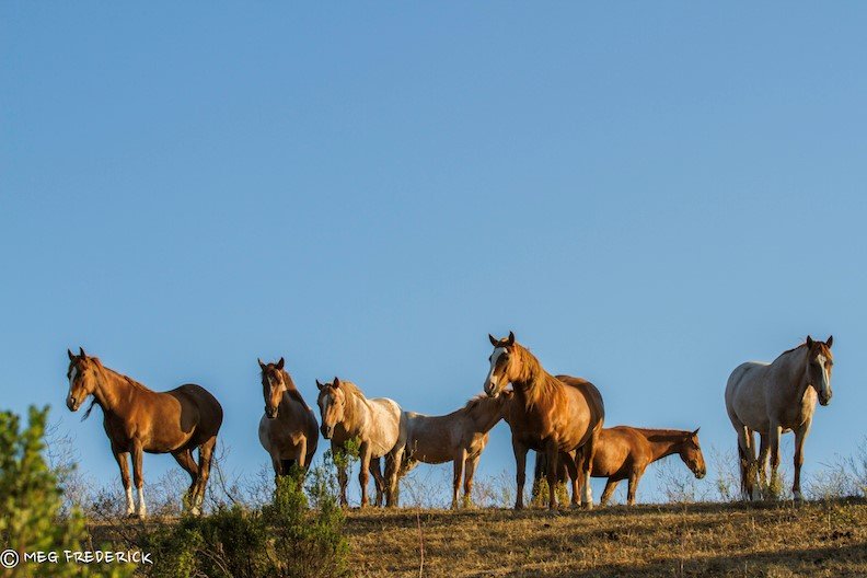 Build a Hay cover for 300-Plus Wild Horses, Burros