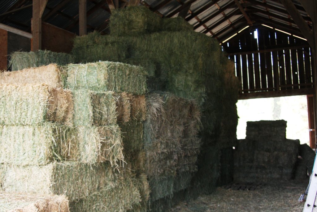 Build a Hay cover for 300-Plus Wild Horses, Burros