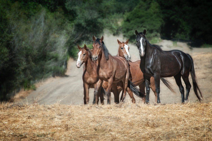 Build a Hay cover for 300-Plus Wild Horses, Burros