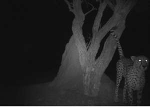 Cheetah in bush-harvested area marking playtree