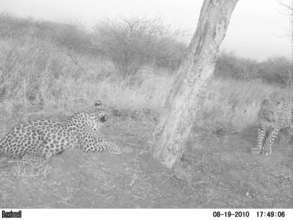 Leopard cubs at playtree in bush-harvested area