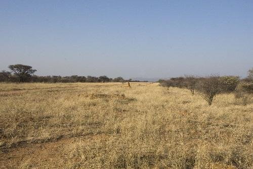 Reclaim 1000s of acres of grasslands in Namibia