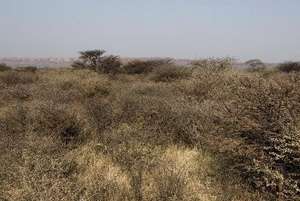 Bush-choked savannah